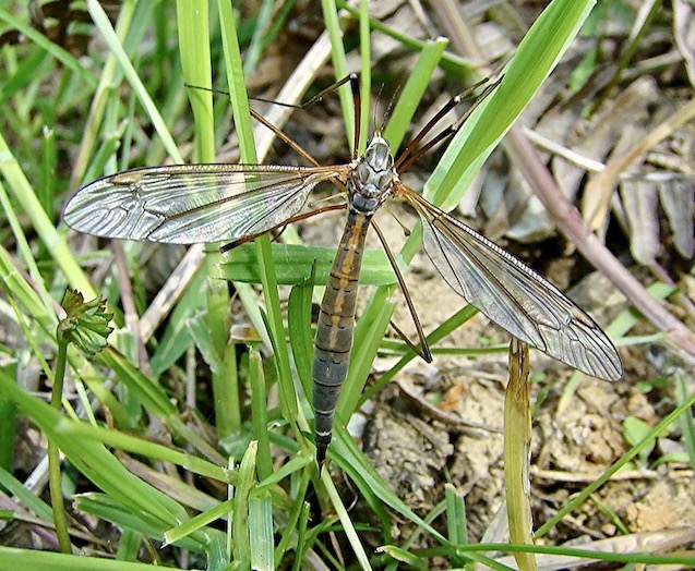 crane-fly